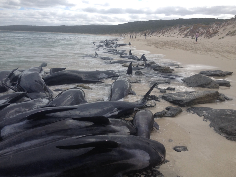 Illustration for article titled More Than 140 Whales Are Dead After Mass Stranding in Australia